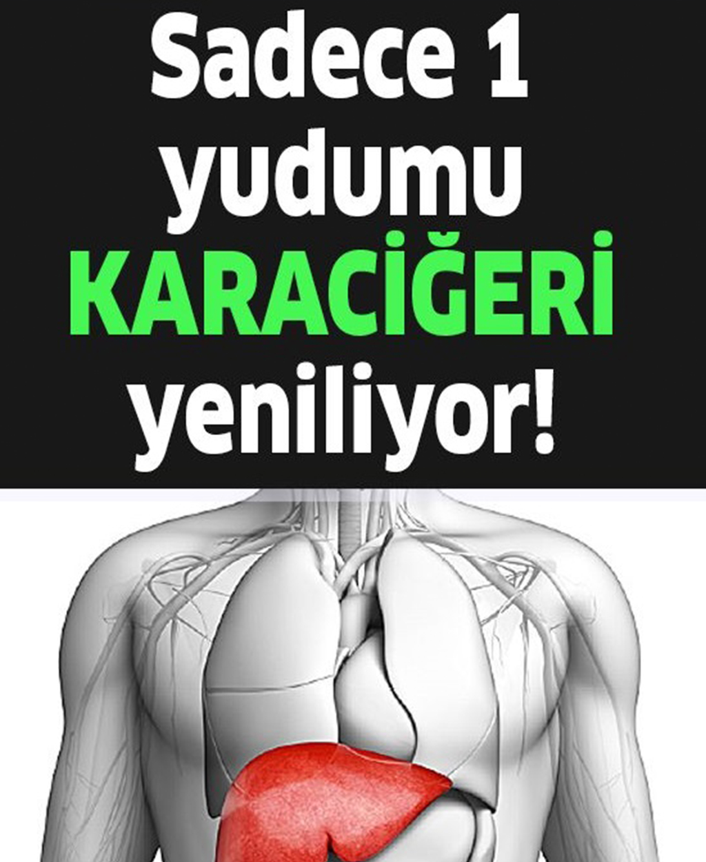 1 Yudumu Karaciğeri Yenilemeye Göbeği Dümdüz Yapmaya Yetiyor - 1