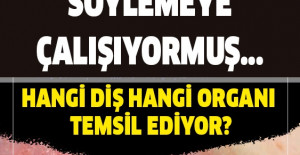 Ağız içindeki dişleriniz belirli organ ve sistemlere karşılık gelir