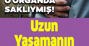 Uzun Yaşamanın Sırrı O Organda Saklıymış