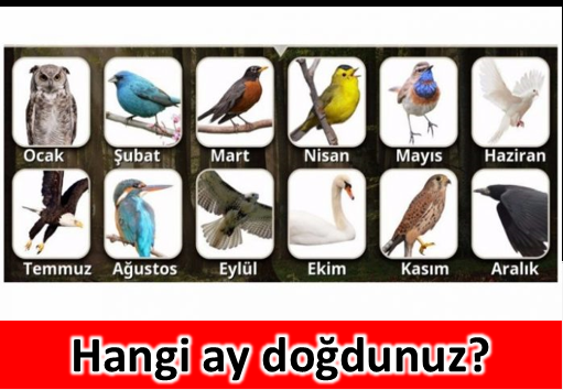 Doğduğunuz ayın kuşu karakteriniz hakkında neler söylüyor  - 5