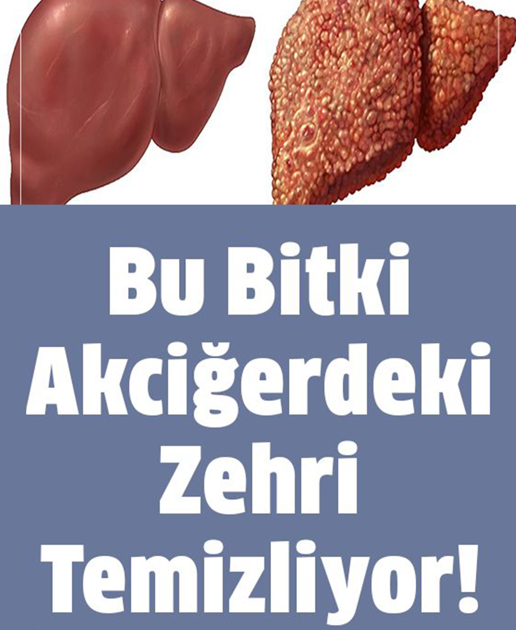 Bu Bitki Akciğerdeki Zehri Temizliyor - 1