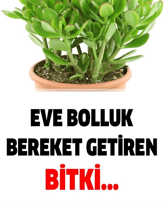 Evlere Bolluk Bereket Getiren Bitki - 1