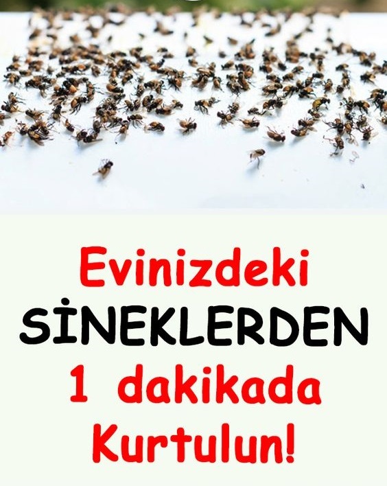 Evinizdeki Sineklerden 1 Dakikada Kurtulun - 1