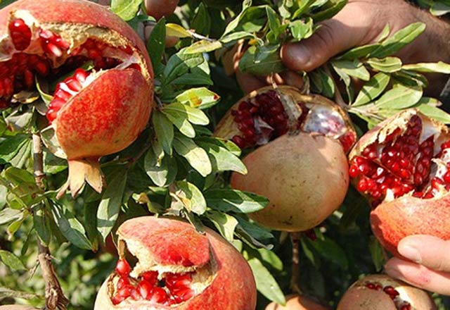 Suyunu için iltihabı kökünden söküp atıyor - 3