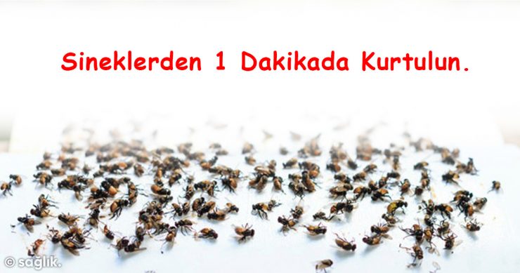 Evinizdeki Sineklerden 1 Dakikada Kurtulun - 2