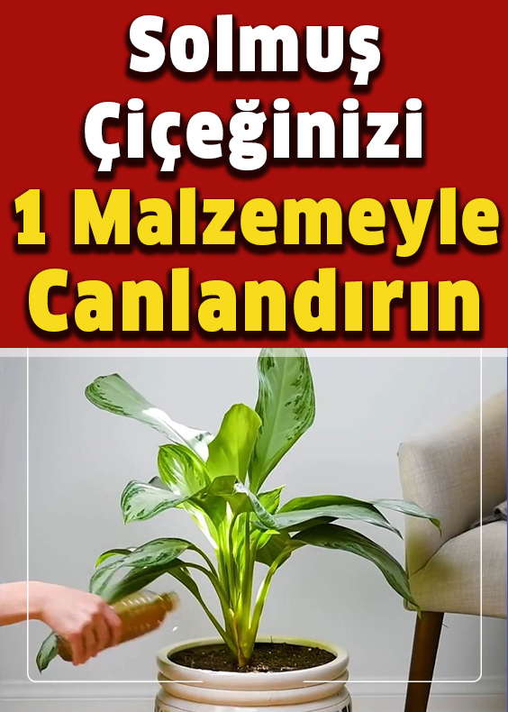 Solmuş Çiçeğinizi Bir Malzemeyle Canlandırın - 1